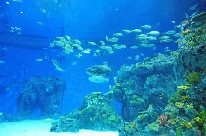 attraction-05.png attraction-05.png